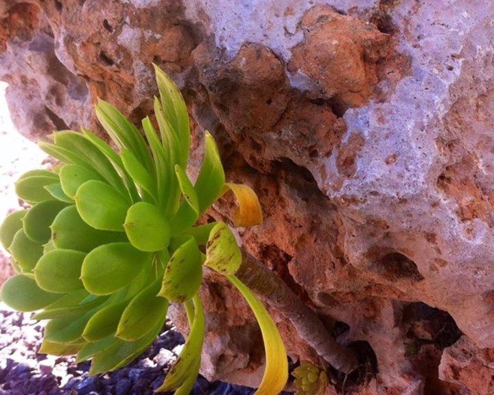 Vacaciones La Marina Costa Blanca Villa Dış mekan fotoğraf